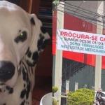 Família pede ajuda para encontrar dálmata que fugiu em Nova Lima; cadela tem convulsões e precisa de remédios