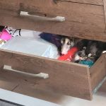 Vídeo: mãe gambá faz ninho em gaveta para 'proteger' filhotes em Minas