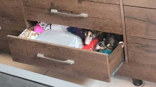 Família foi capturada pelos bombeiros em uma casa em São João del-Rei