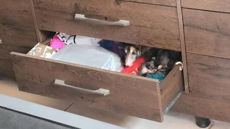 Família foi capturada pelos bombeiros em uma casa em São João del-Rei
