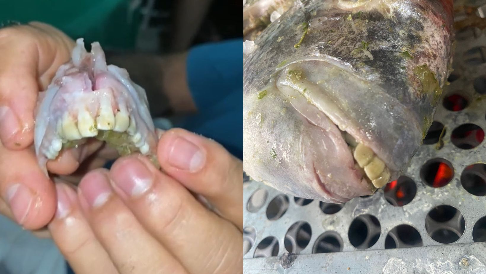 Que peixe é esse? Especialista explica 'dentes de humanos' de animal pescado por família mineira no ES