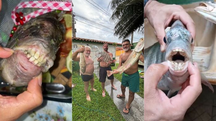 Família mineira pesca peixei com 'dentes humanos' e viraliza: 'aí ficou aquele dentão para fora'.