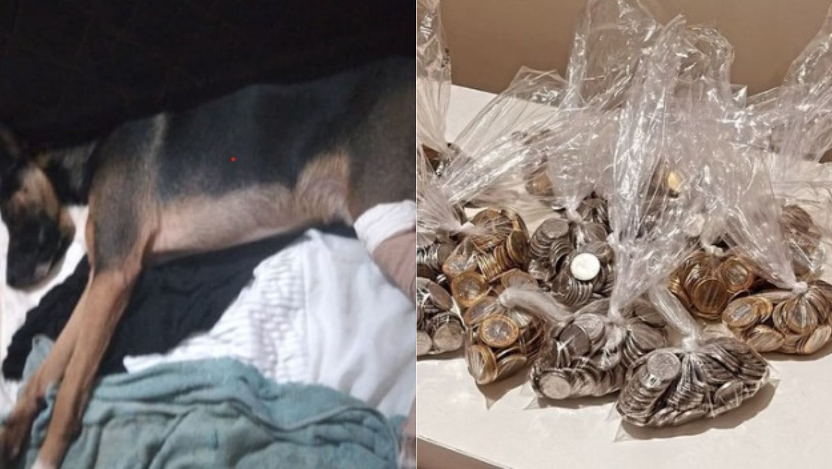 Família salva cachorro e paga cirurgia com moedas guardadas para comprar carro