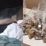 Família salva cachorro e paga cirurgia com moedas guardadas para comprar carro