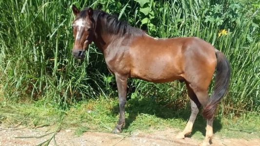 Familiares acreditam que a ação foi feita para trocar as carnes por drogas