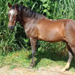 Jovem completa 22 anos e encontra cavalo de estimação esquartejado no dia do aniversário, em Curitiba