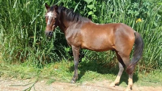 Familiares acreditam que a ação foi feita para trocar as carnes por drogas