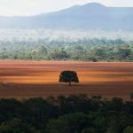 Desmatamento no Cerrado cresce 83% em maio, mostra dados do Governo Federal