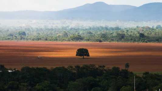 77,1% da área desmatada no bioma ocorreu em propriedades inseridas no Cadastro Ambiental Rural