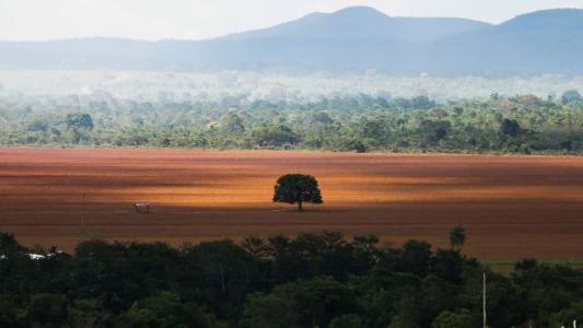 77,1% da área desmatada no bioma ocorreu em propriedades inseridas no Cadastro Ambiental Rural