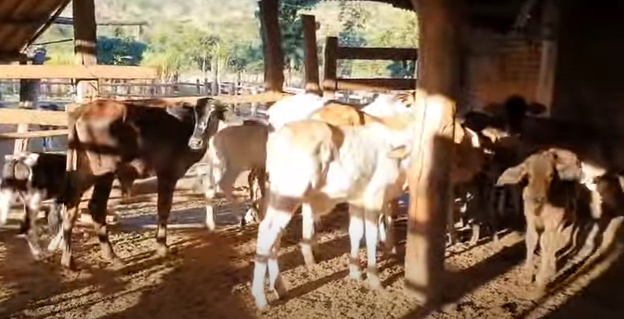 Vídeos mostram fazenda Aroeiras, em Lagoa Santa, antes de ocupação do MST