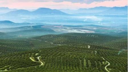 Fazendas com lavouras de oliveiras em Jaén na Espanha