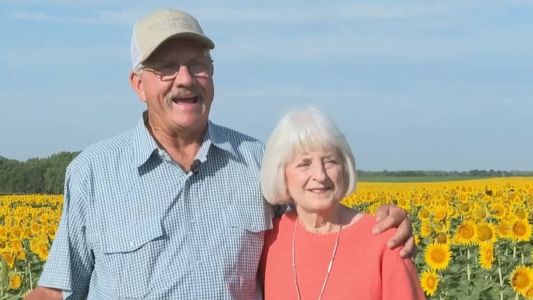 Fazendeiro plantou 32 hectares de girassóis para esposa no Kansas (EUA)
