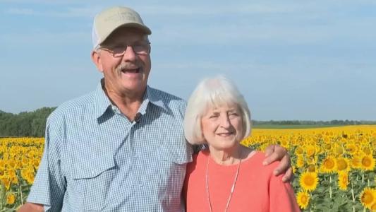 Fazendeiro plantou 32 hectares de girassóis para esposa no Kansas (EUA)