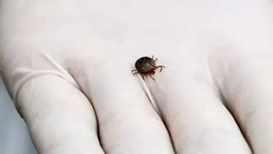 No Brasil, a febre maculosa foi reconhecida pela primeira vez em 1929 e observada inicialmente nos estados de São Paulo e de Minas Gerais