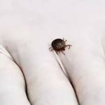 Região Sudeste é considerada endêmica para febre maculosa; entenda