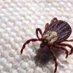 Febre maculosa: Anvisa aprova registro de kit para diagnóstico da doença