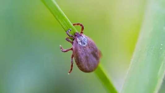 Febre Maculosa é causada pelo Carrapato-estrela