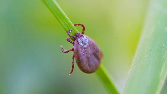 Febre Maculosa é causada pelo Carrapato-estrela