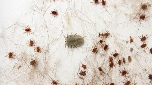 Febre maculosa é transmitida pelo carrapato-estrela
