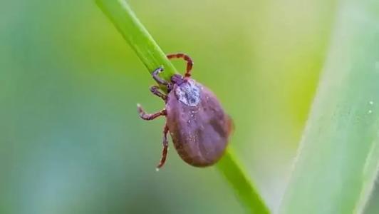 Febre maculosa em MG