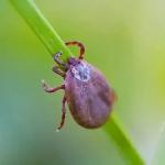 MG: número de mortes por febre maculosa em 2025 já supera total registrado em 2024