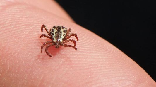 Febre maculosa: Infectologista pede atenção das pessoas com o carrapato-estrela.