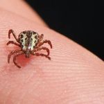 Febre maculosa: Infectologista pede atenção das pessoas com o carrapato-estrela