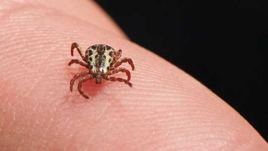Febre maculosa: Infectologista pede atenção das pessoas com o carrapato-estrela.