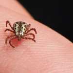 Febre maculosa: Infectologista pede atenção das pessoas com o carrapato-estrela