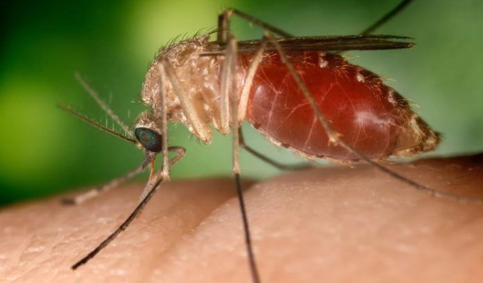 Febre Oropouche: mais uma morte pela doença é confirmada; no país já são quase 11 mil casos