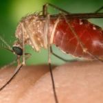 Febre Oropouche: mais uma morte pela doença é confirmada; no país já são quase 11 mil casos