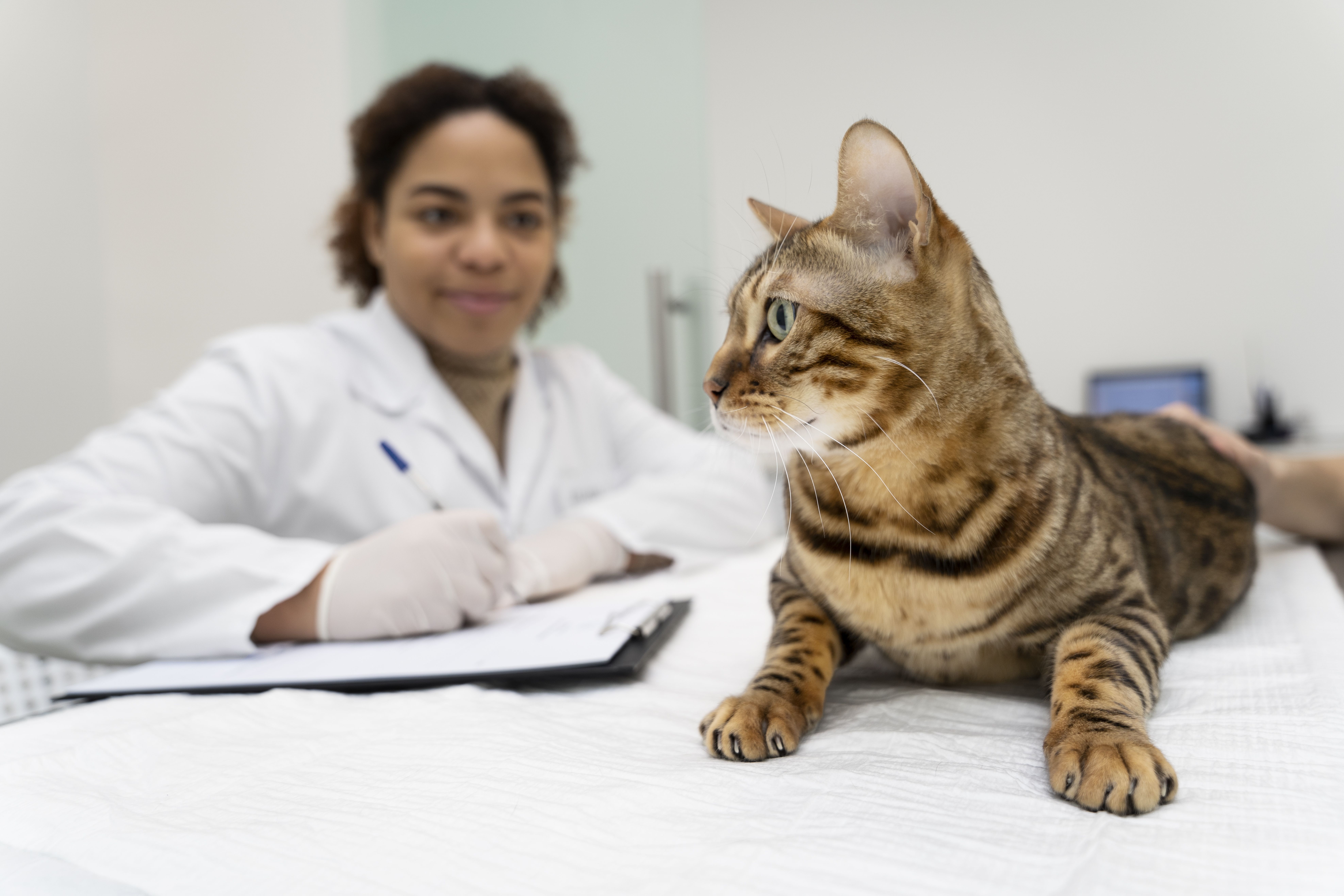 Gatos vira-latas são mais saudáveis? Especialista tira dúvidas sobre a saúde dos bichanos