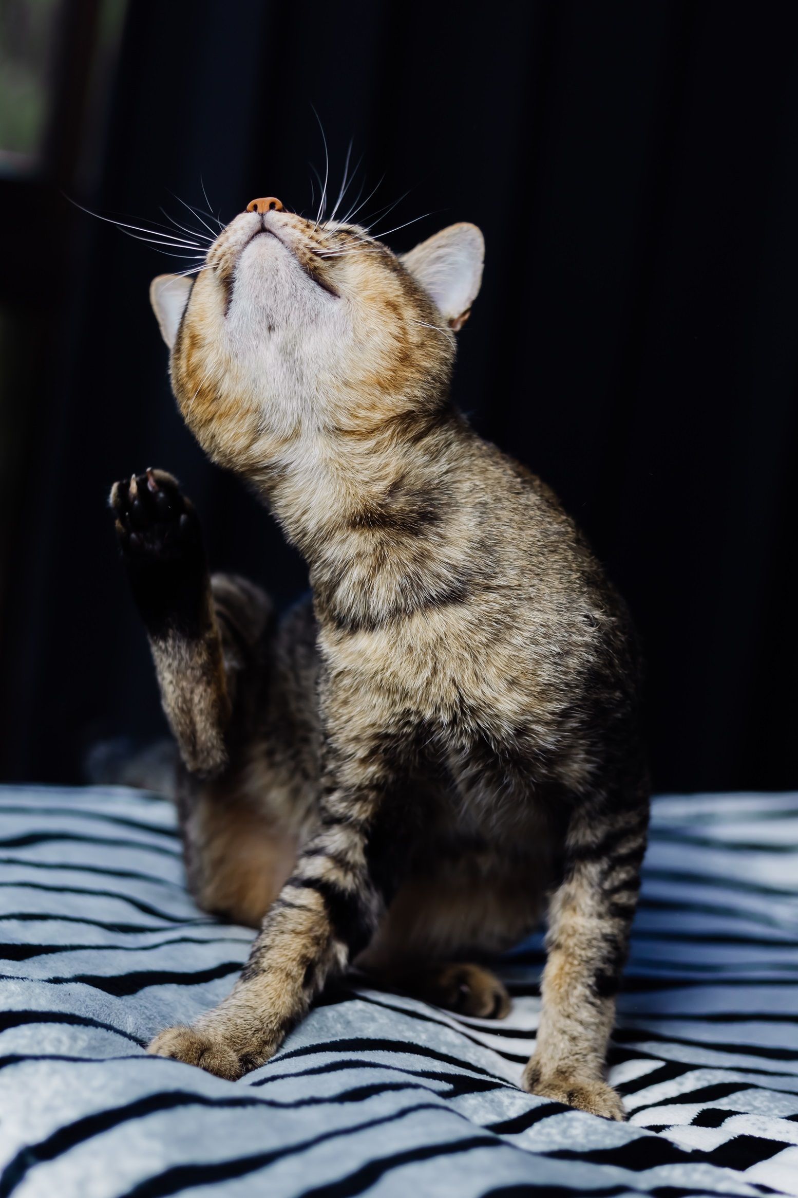 Como os tutores podem ser aliados no combate às pulgas em cães e gatos?