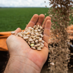 Governo de Minas distribuirá sementes de feijão a produtores rurais atingidos pela seca