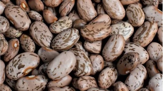 Feijão carioca: quase 80g de proteína para 100g de feijão, um alimento vegano para substituir o whey protein