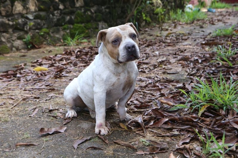 Contagem e Betim têm feiras de adoção de cães neste sábado: uma é só de pitbulls