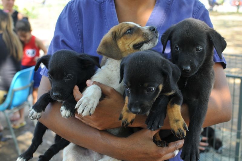 Betim, na Grande BH, tem feira de adoção de cães e gatos neste sábado (5)