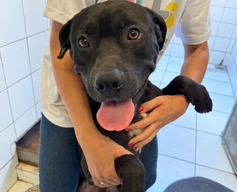 Chega de jornal: entenda a ciência por trás do tapete higiênico para cães