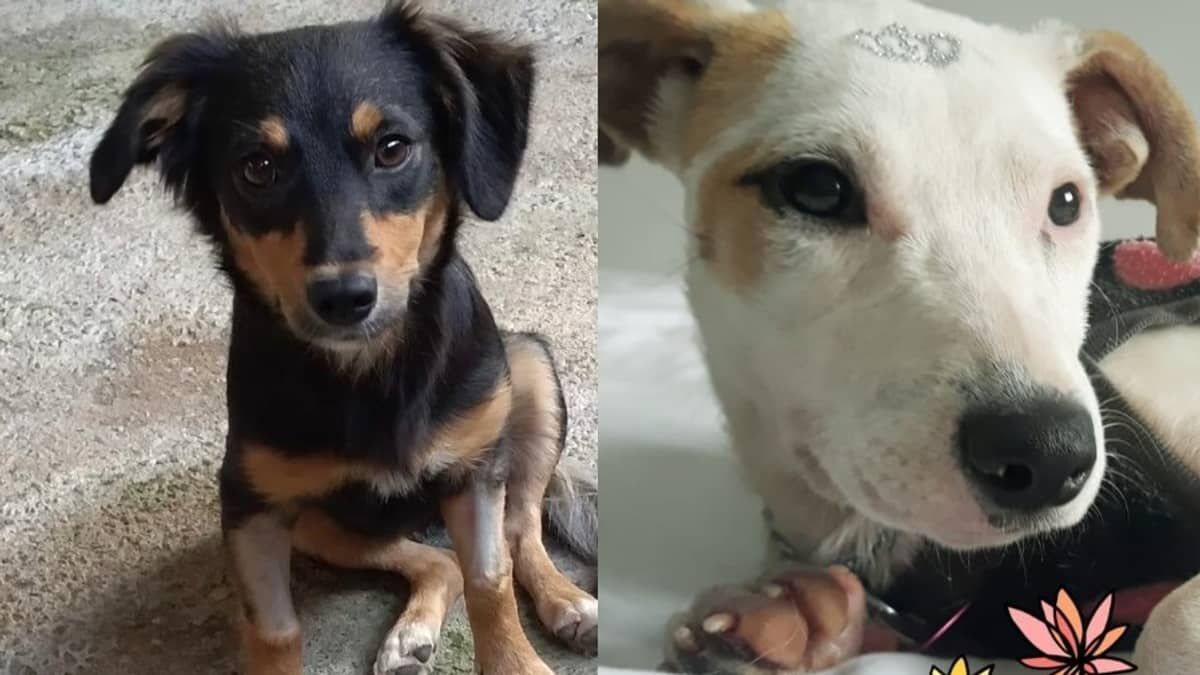 Cães e gatos podem ser adotados em shopping, no Lourdes, em BH; confira