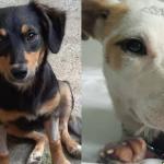 Cães e gatos podem ser adotados em shopping, no Lourdes, em BH; confira