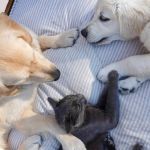 Fim de semana terá feira de adoção de cães e gatos no BH Shopping