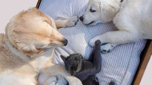 Feira promove adoção de cães e gatos