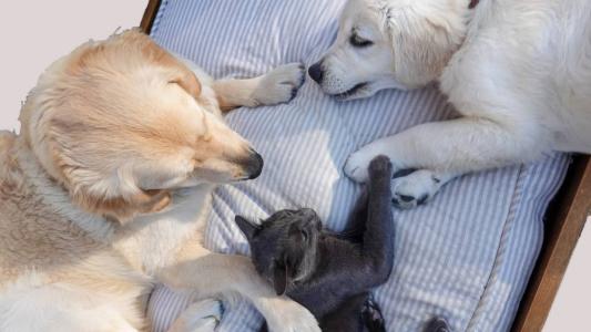 Feira promove adoção de cães e gatos