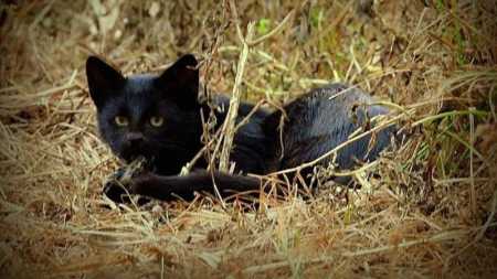 Felino raro e pequeno foi fotografo no parque capturando uma presa