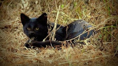Felino raro e pequeno foi fotografo no parque capturando uma presa