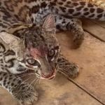 Após sumiço de aves, moradores encontram jaguatirica em galinheiro em Montes Claros (MG)