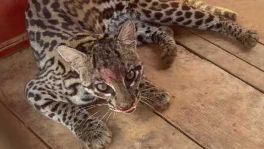 Felio se feriu ao tentar fugir do local onde ficou preso
