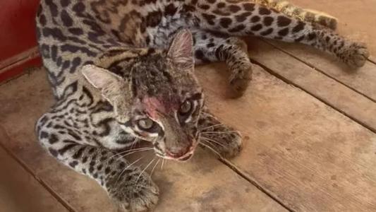 Felio se feriu ao tentar fugir do local onde ficou preso