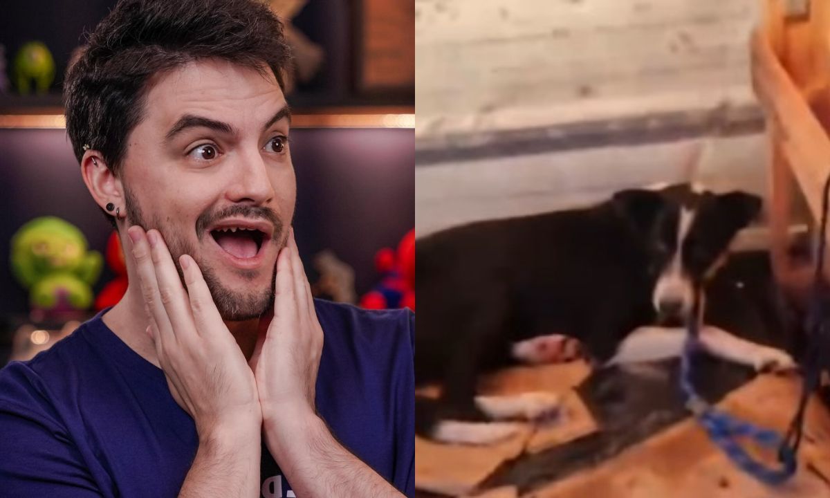 Além do cavalo Caramelo, Felipe Neto doa R$ 100 mil para abrigo de animais no RS e faz apelo